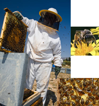 La cosecha de miel será alta en calidad y baja en cantidad